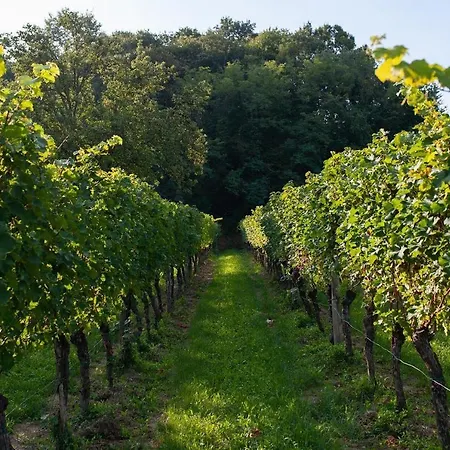 Tenuta Della Casa Wine & - La Pausa Del Collio *