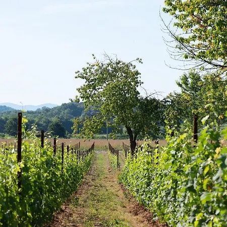 Alojamento de Turismo Rural Tenuta Della Casa Wine & - La Pausa Del Collio